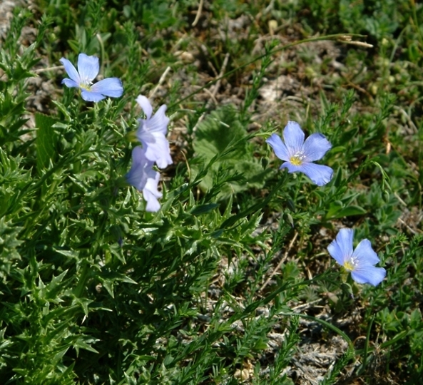 Linum alpinum ssp. gracilius  / Lino alpino